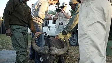 Shamwari, la vie sauvage