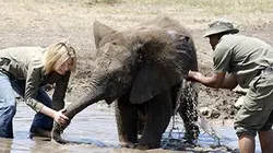 Visuel de Shamwari, la vie sauvage