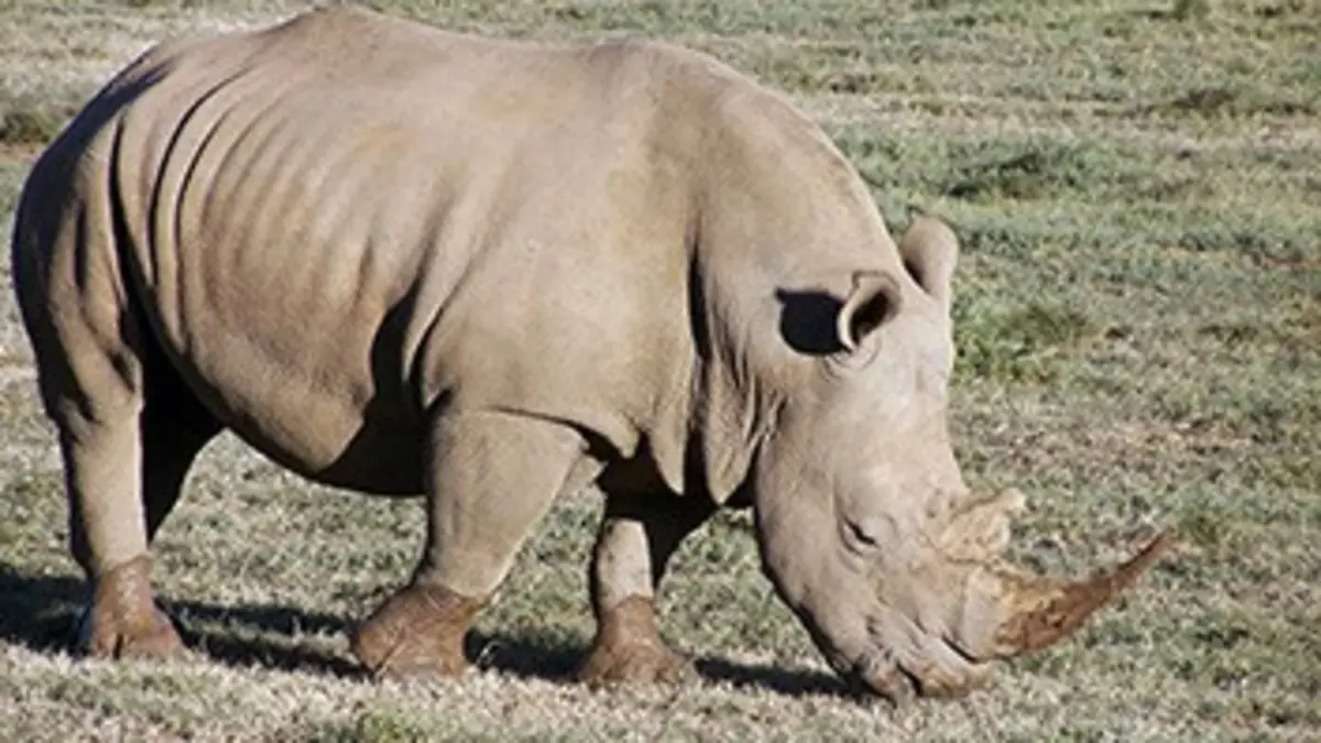 Shamwari, la vie sauvage S01E07