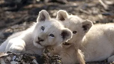 Shamwari, la vie sauvage