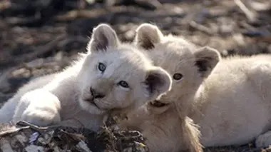 Shamwari, la vie sauvage