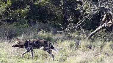 Shamwari, la vie sauvage