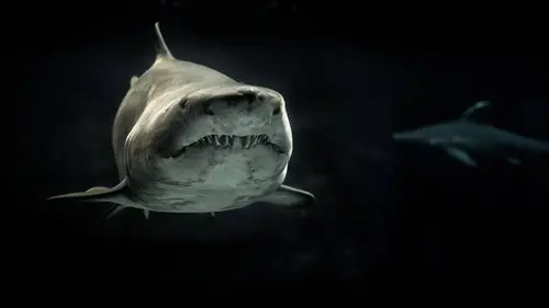Shark Attack