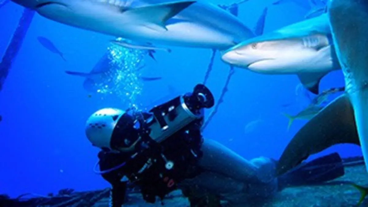 Shark Girl : la fille aux requins