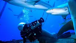Visuel de Shark Girl : la fille aux requins