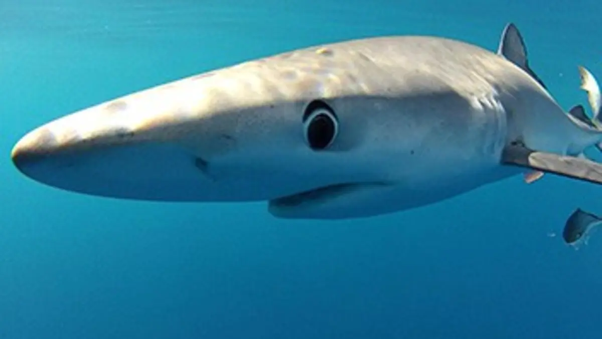 Shark man A la rencontre du requin cuivre