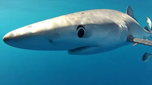 Shark man A la rencontre du requin cuivre