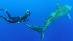 Visuel de Shark man