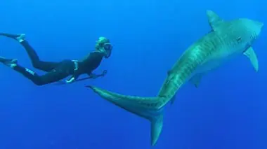 Les requins à l'attaque