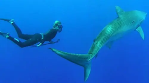 Shark man Les requins à l'attaque