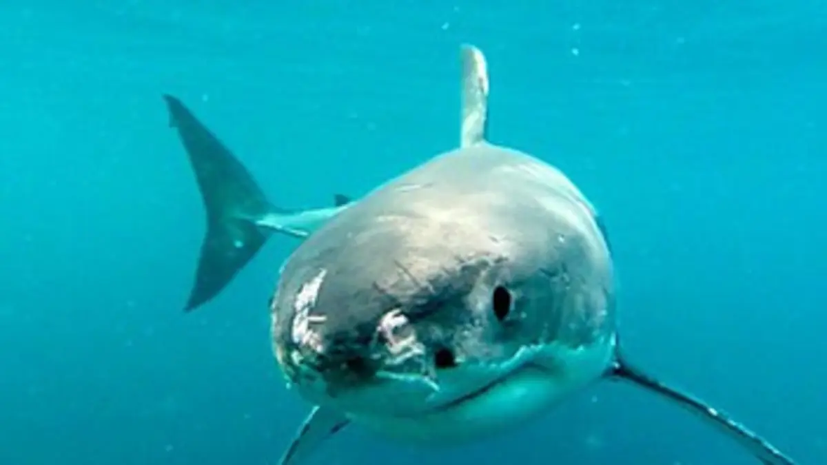 Shark man Le grand blanc