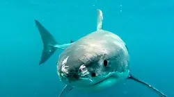 Visuel de Shark man