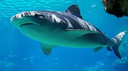 Visuel de Shark man