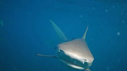 Shark U E01 Coule ou nage (avec les requins)