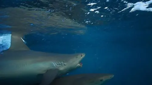 Shark U E03 Chagrin d'amour