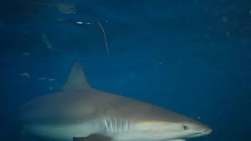 Shark U E04 Mort ou vif