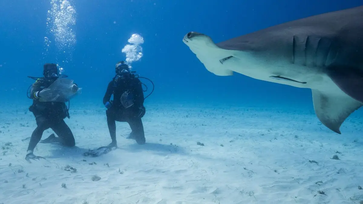 Shark vs. Ross Edgley