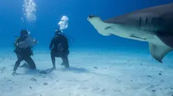 Shark vs. Ross Edgley