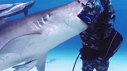 Visuel de Shark Week