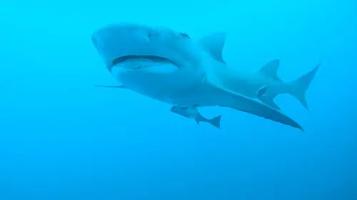 Sharks Attack ! Furie en Floride