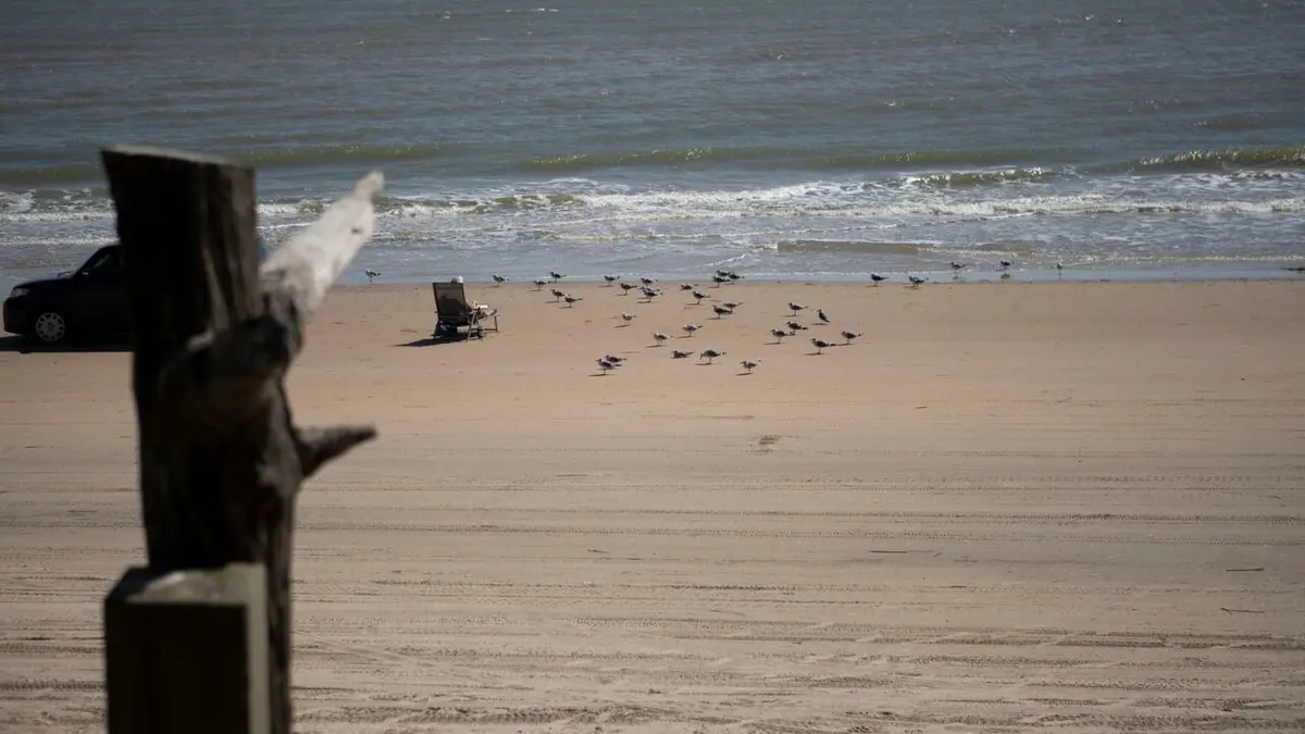 Sharks Attack ! Terreur au Texas