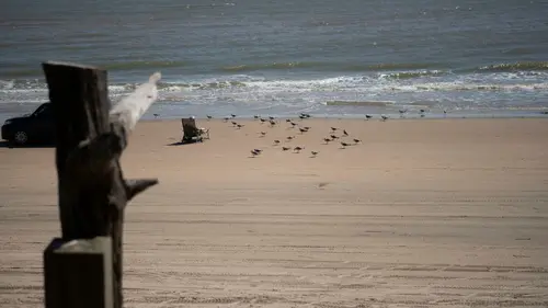 Sharks Attack ! Terreur au Texas