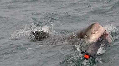 Sharktopia