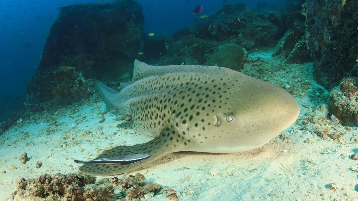 Sharktopia : le paradis des requins