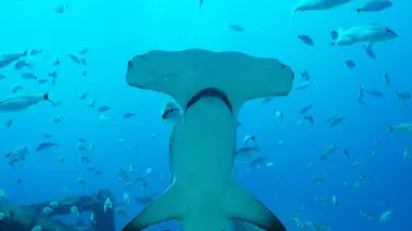 Sharkwater Extinction