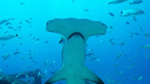 Sharkwater Extinction