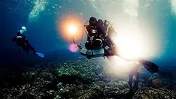 Visuel de Shooting de requins aux Fidji