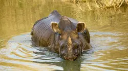 Shuklaphanta, l'autre Népal sauvage