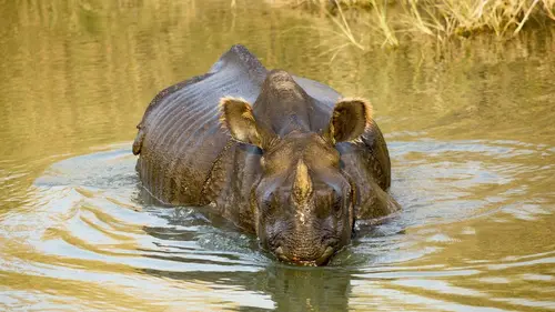 Shuklaphanta, l'autre Népal sauvage