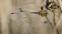 Si j'étais un animal S01E44 Si j'étais un lapin