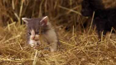 Si j'étais un gorille