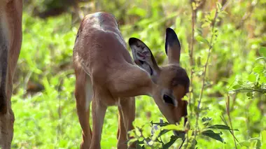Si j'étais un lapin