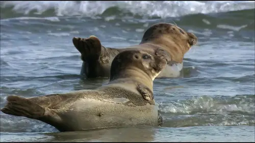 Si j'étais un animal S01E26 Le guillemot