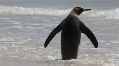 Si j'étais un animal de ferme