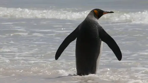 Si j'étais un animal E51 Si j'étais un animal de ferme