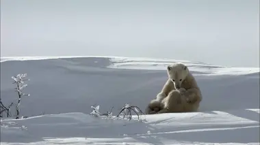 Si j'étais un loup d'Abyssinie