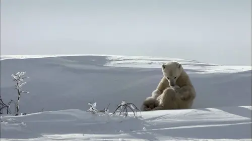 Si j'étais un animal E22 Si j'étais un léopard