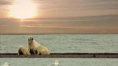 Si j'étais un ours polaire