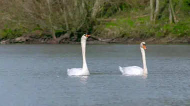 Si j'étais un cygne