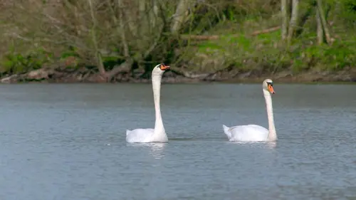 Si j'étais un animal S01E05 Si j'étais un cygne