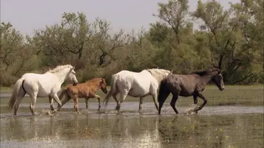 Si j'étais une hyène