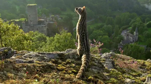 Si j'étais un animal Si j'étais une genette