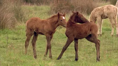 Si j'étais une libellule ou un papillon