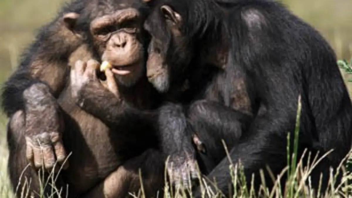 Si l'évolution m'était contée