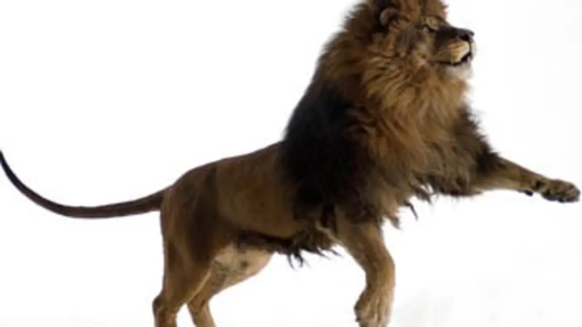 Si l'évolution m'était contée E11 L'énergie vitale