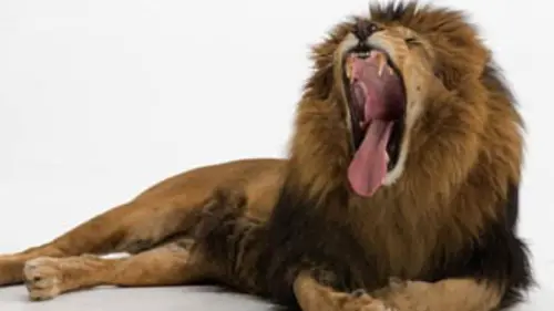 Si l'évolution m'était contée E02 Les mâchoires